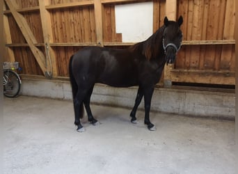 Deutsches Reitpony Mix, Wallach, 14 Jahre, 134 cm