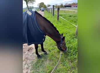 Deutsches Reitpony, Wallach, 14 Jahre, 140 cm, Dunkelbrauner