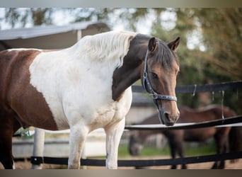 Deutsches Reitpony Mix, Wallach, 14 Jahre, 142 cm, Schecke
