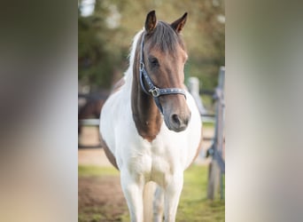 Deutsches Reitpony Mix, Wallach, 14 Jahre, 142 cm, Schecke