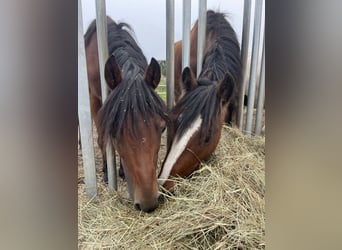Deutsches Reitpony, Wallach, 14 Jahre, 143 cm, Brauner