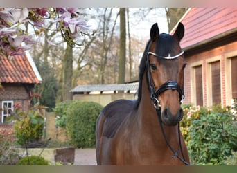 Deutsches Reitpony, Wallach, 14 Jahre, 144 cm, Brauner