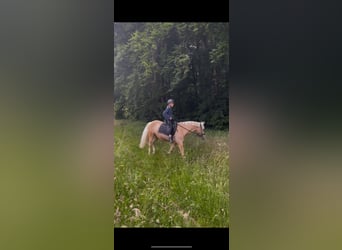 Deutsches Reitpony, Wallach, 14 Jahre, 145 cm, Palomino