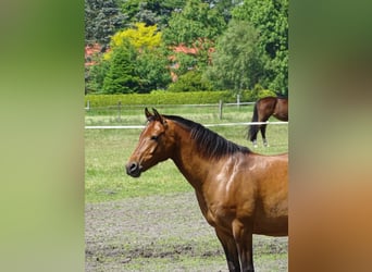 Deutsches Reitpony, Wallach, 14 Jahre, 146 cm, Brauner