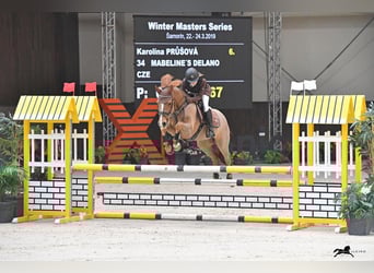 Deutsches Reitpony, Wallach, 14 Jahre, 146 cm, Dunkelfuchs