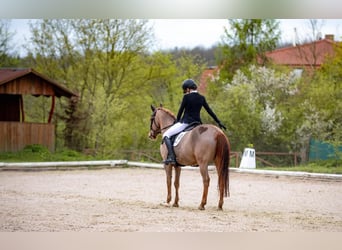 Deutsches Reitpony, Wallach, 14 Jahre, 146 cm, Dunkelfuchs