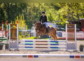 Deutsches Reitpony, Wallach, 14 Jahre, 146 cm, Dunkelfuchs