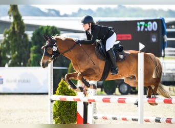 Deutsches Reitpony, Wallach, 14 Jahre, 146 cm, Dunkelfuchs