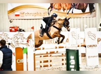 Deutsches Reitpony, Wallach, 14 Jahre, 146 cm, Dunkelfuchs