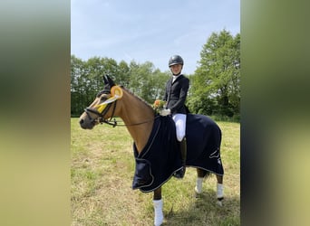 Deutsches Reitpony, Wallach, 14 Jahre, 146 cm, Falbe