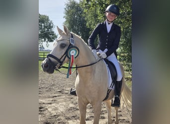 Deutsches Reitpony, Wallach, 14 Jahre, 146 cm, Palomino