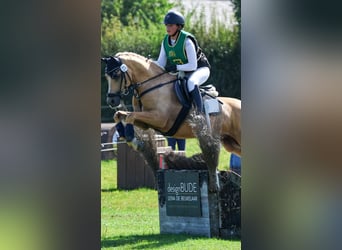 Deutsches Reitpony, Wallach, 14 Jahre, 146 cm, Palomino