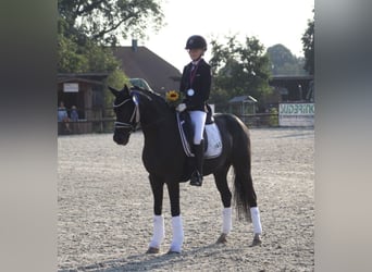 Deutsches Reitpony, Wallach, 14 Jahre, 146 cm, Rappe