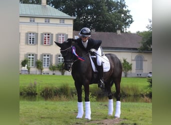 Deutsches Reitpony, Wallach, 14 Jahre, 146 cm, Rappe