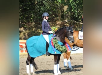 Deutsches Reitpony, Wallach, 14 Jahre, 146 cm, Rappe