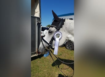 Deutsches Reitpony, Wallach, 14 Jahre, 146 cm, Schimmel