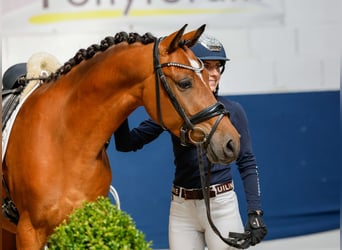 Deutsches Reitpony, Wallach, 14 Jahre, 147 cm, Brauner