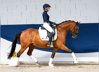 Deutsches Reitpony, Wallach, 14 Jahre, 147 cm, Brauner