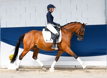 Deutsches Reitpony, Wallach, 14 Jahre, 147 cm, Brauner