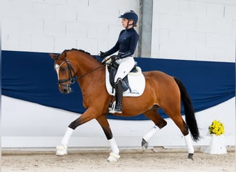 Deutsches Reitpony, Wallach, 14 Jahre, 147 cm, Brauner