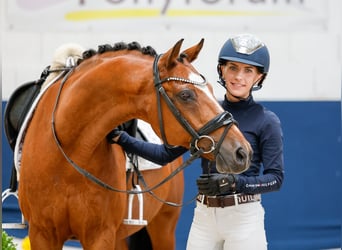 Deutsches Reitpony, Wallach, 14 Jahre, 147 cm, Brauner