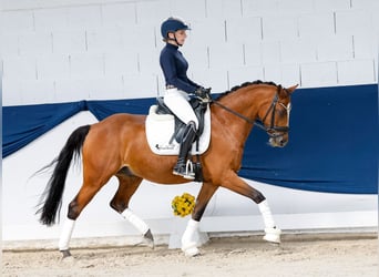 Deutsches Reitpony, Wallach, 14 Jahre, 147 cm, Brauner