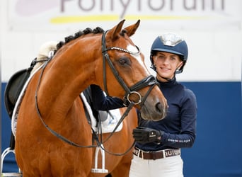 Deutsches Reitpony, Wallach, 14 Jahre, 147 cm, Brauner