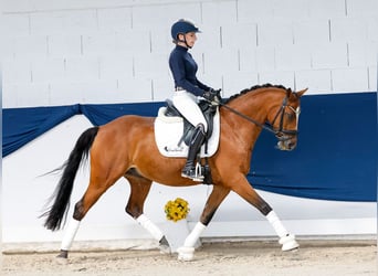 Deutsches Reitpony, Wallach, 14 Jahre, 147 cm, Brauner
