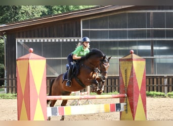 Deutsches Reitpony, Wallach, 14 Jahre, 147 cm, Brauner