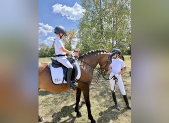 Deutsches Reitpony, Wallach, 14 Jahre, 147 cm
