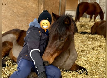 Deutsches Reitpony, Wallach, 14 Jahre, 147 cm