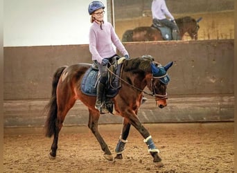Deutsches Reitpony, Wallach, 14 Jahre, 147 cm, Dunkelbrauner