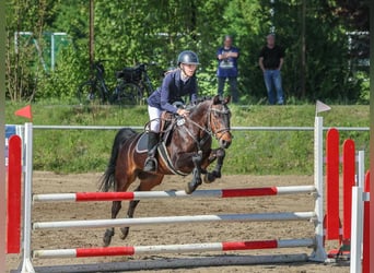 Deutsches Reitpony, Wallach, 14 Jahre, 147 cm, Dunkelbrauner
