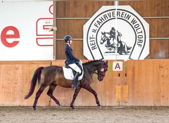 Deutsches Reitpony, Wallach, 14 Jahre, 147 cm, Dunkelbrauner