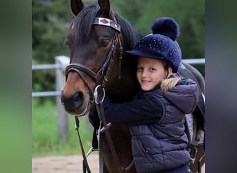 Deutsches Reitpony, Wallach, 14 Jahre, 147 cm, Dunkelbrauner