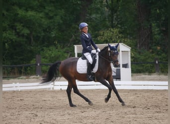 Deutsches Reitpony, Wallach, 14 Jahre, 147 cm, Dunkelbrauner