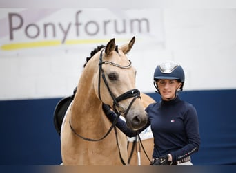 Deutsches Reitpony, Wallach, 14 Jahre, 147 cm, Falbe
