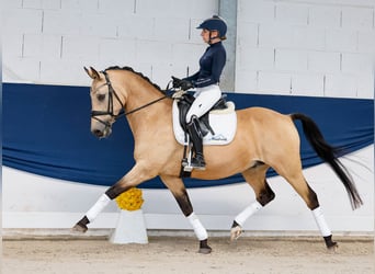 Deutsches Reitpony, Wallach, 14 Jahre, 147 cm, Falbe