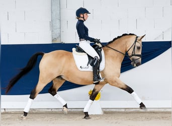 Deutsches Reitpony, Wallach, 14 Jahre, 147 cm, Falbe