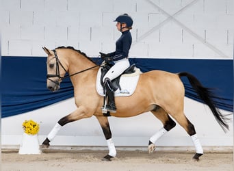 Deutsches Reitpony, Wallach, 14 Jahre, 147 cm, Falbe