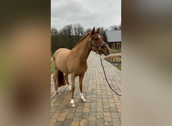 Deutsches Reitpony, Wallach, 14 Jahre, 147 cm, Fuchs