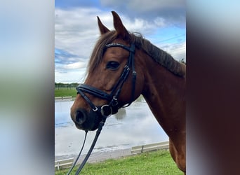 Deutsches Reitpony, Wallach, 14 Jahre, 147 cm, Fuchs