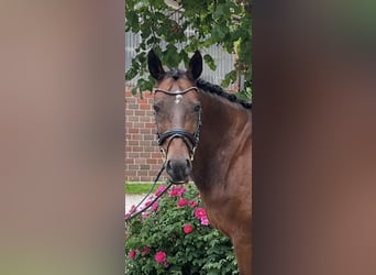 Deutsches Reitpony, Wallach, 14 Jahre, 148 cm, Brauner