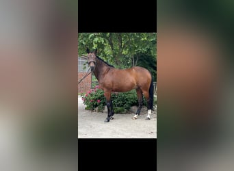 Deutsches Reitpony, Wallach, 14 Jahre, 148 cm, Brauner