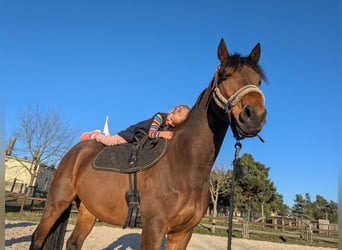 Deutsches Reitpony, Wallach, 14 Jahre, 148 cm, Brauner