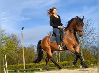 Deutsches Reitpony, Wallach, 14 Jahre, 148 cm, Brauner