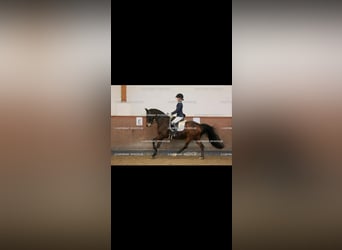 Deutsches Reitpony, Wallach, 14 Jahre, 148 cm, Brauner