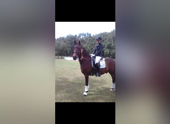 Deutsches Reitpony, Wallach, 14 Jahre, 148 cm, Brauner