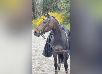 Deutsches Reitpony, Wallach, 14 Jahre, 148 cm, Dunkelbrauner