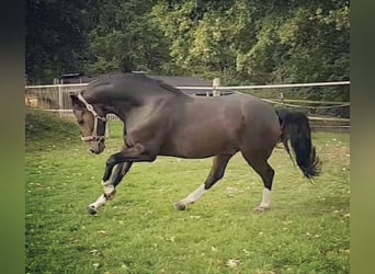 Deutsches Reitpony, Wallach, 14 Jahre, 148 cm, Dunkelbrauner